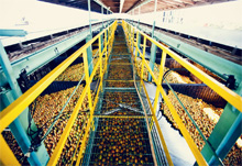 Peace River Citrus - The largest grapefruit processor